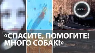 «Я вчера побывал в аду»: якутский поселок Чульман потрясен нападением бездомных собак на школьницу