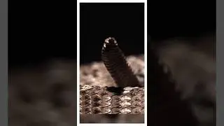 Что внутри погремушки гремучей змеи? (🎥 - @OddAnimalSpecimens)