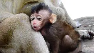 So Pitiful Little Brittany Baby Monkey So Pain, Baby Crying and Feel Tired!