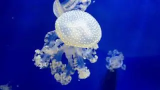 Meduse