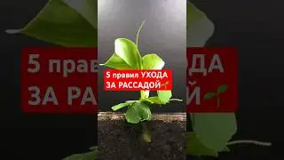 5 главных правил РАССАДЫ 