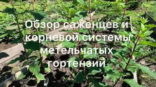 Обзор саженцев метельчатых гортензий. Корневая в открытом грунте.