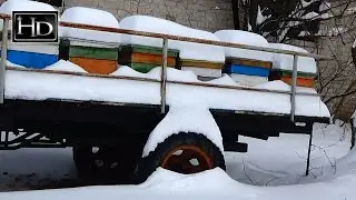 Beekeeping ⛄ Apiary in January 2016