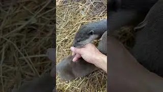 Otter Zippy Is Given A Shot For Wildlife Vaccination