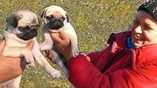 The cutest and funniest pug puppies.