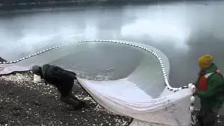 Fun Look at New Hood Canal Nearshore Fish Study