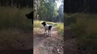 in Forrest 🌲🌲#dog