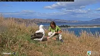 Royal Albatross Chick Gets A Check Up From Ranger In New Zealand | DOC | Cornell Lab