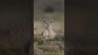 Getting up close with Pumas!