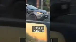 Мужик выгуливает ПОПУГАЕВ