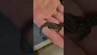 Видео с телевика на S 20 FE ящерку хотел съесть кот