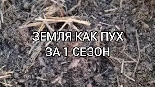 РЕЗУЛЬТАТ ЗА СЕЗОН. ПЛОДОРОДНАЯ ЗЕМЛЯ И КАК ПУХ. ПОСАДКА ПОДАРКА ОТ ПОДПИЩИКА.