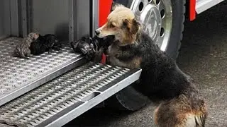 The dog carried her puppies out of the fire into a fire truck, begging to save her children