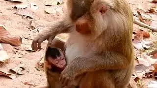 BABY MONKEY WAS ATTACK AND MISTREAT BY PIGTAIL, VERY SAD PITY BABY CRY LOUDLY