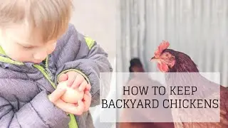 How to Keep Backyard Chickens | HOW TO RAISE CHICKENS FOR EGGS | Bumblebee Apothecary