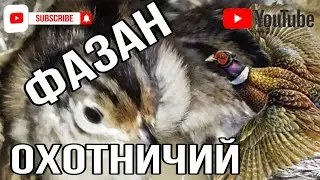 Фазан... или как посадить курицу на яйца