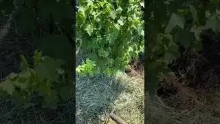 Удобрение для урожая 