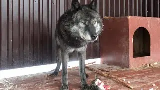 ВОЛК Акела готовится к побегу, и брезгливо ест кабанчика. ВОЛКИ впервые пробуют кабана.