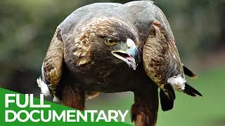 Animal's Super Senses - The Sky | Free Documentary Nature