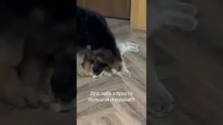 #Выдержка кота зашкаливает 🤣