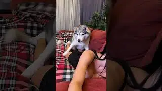 ПРАНК НАД ХАСКИ / PRANK OVER HUSKY