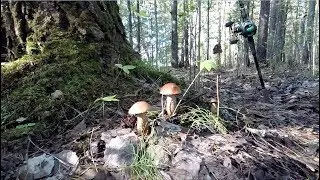 ЗА ГРИБАМИ. ОСЕНЬ 2018.
