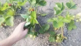 Обзор сортов Тиа и Флоренс :) подписываемся на канал и ждем следующее видео !