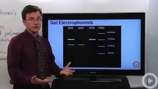 PCR - DNA Fingerprinting(HD)