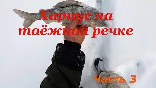 ХАРИУС  НА ТАЁЖНОЙ РЕЧКЕ \ Часть 3 \ ПОСЛЕДНИЙ ДЕНЬ ЗИМЫ \ УЛОВ РАСТЁТ