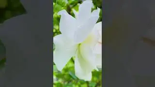 Чёрная смородина / SEVENROSE 