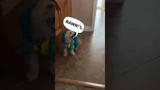 Does Your Dog Love Halloween Costumes? 