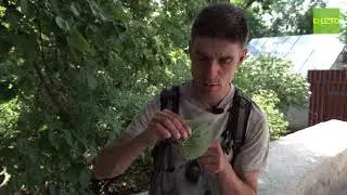 Паутинный клещ и как с ним бороться?