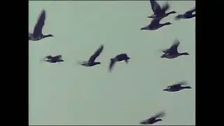 The Verve - Where The Geese Go ( Slowed )