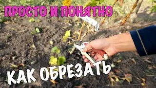 КАК ОБРЕЗАТЬ молодой ВИНОГРАД. Формируем 1 год осенью. ЛЕГКО и ПОНЯТНО!