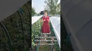 5 правил которые помогают избежать фитофтору от best_gryadka
