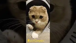 новый домик Семёна #cat #котенок #котэ