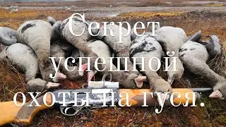Секрет успешной охоты на гуся. Как найти правильное место присады гуся на болоте.