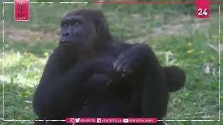 Critically endangered baby gorilla successfully bred in Brazil zoo