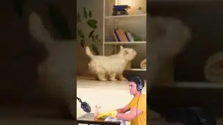 How dog step sounds are made for tv shows and movies 