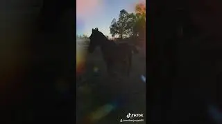 Horses are majestic creatures