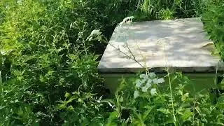 Что на пасеке Владимирских ульев лежаков и медоносы начал июня месяца.