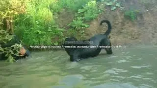 Авитороторы перезагрузка