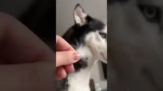Опять она за свое😂😅😅🐶