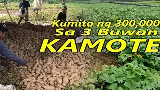 KAMOTE Farming:Paano Magtanim at Mag-ani?Magkano Kikitain? 