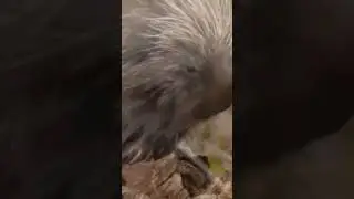 SINGA BISA DI KALAHKAN HANYA DENGAN DURINYA