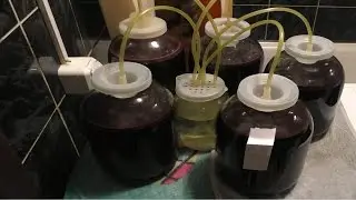 Мой опыт приготовления виноградного вина из сорта Изабелла