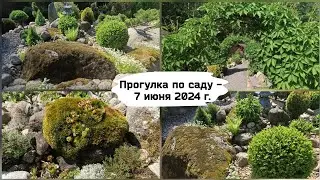 Прогулка по саду - 7 июня 2024 г.