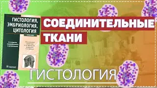 Гистология / Соединительные ткани / Волокнистые ткани / Ткани