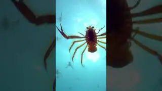 Spy captures rarely filmed tuna crab event. 