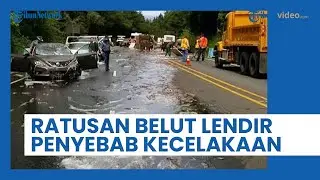 Lendir Belut Jadi Penyebab Kecelakaan di Oregon Amerika Serikat